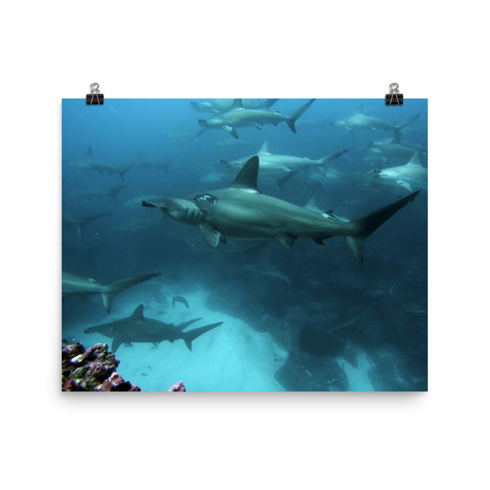 Schooling Hammerhead Sharks POSTER