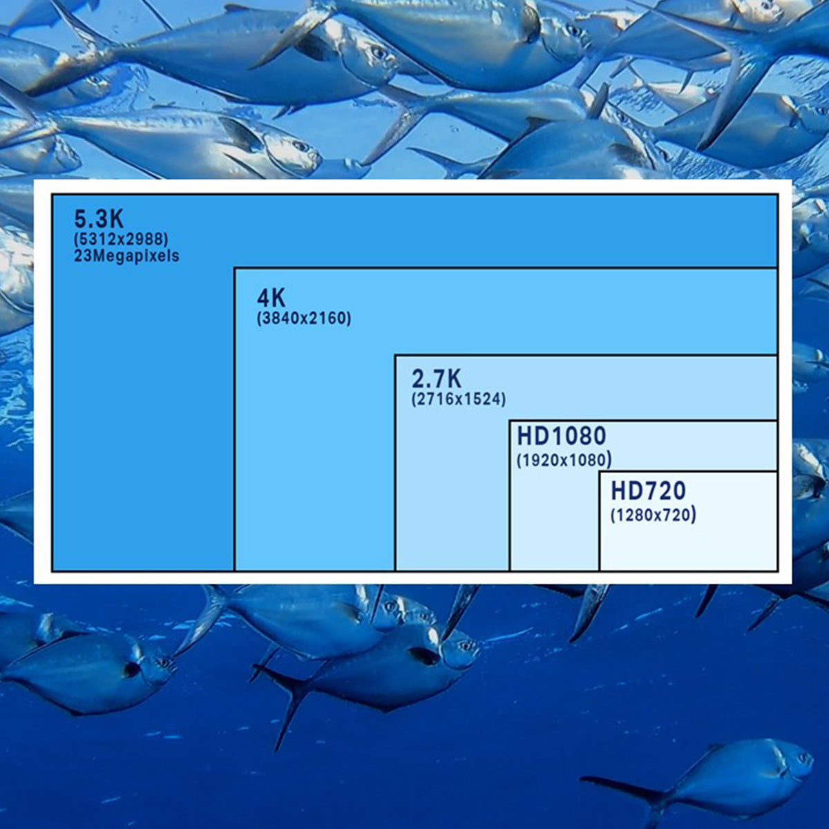 GoPro Video Workshops! – Oceans Unknown